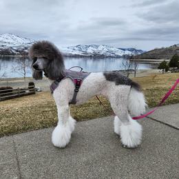 Freya - Poodle