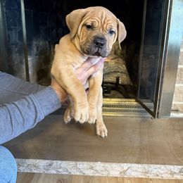 Lime green male - Red male Boerboel puppy in Rockford, Illinois from Adoraboerboels