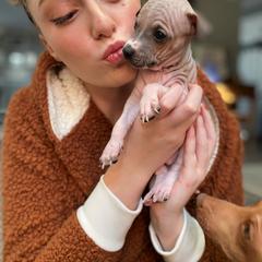 Turkey - American Hairless Terrier puppy from Make-It-Neiked Pups