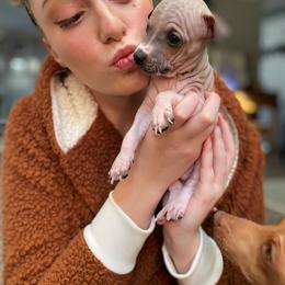 Turkey - American Hairless Terrier puppy from Make-It-Neiked Pups