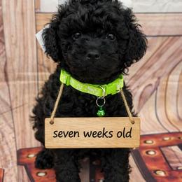 Anna - Black phantom female Aussiedoodle puppy in Idabel, Oklahoma from Kay Kay’s Poodles & Doodles