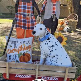 Dalmatian Puppies from Lone Star Dalmatians