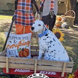 Dalmatian Puppies from Lone Star Dalmatians
