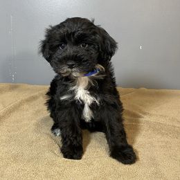 Boy 4 - Black male Poodle puppy in Oneida, Tennessee from Pippa’s Promise