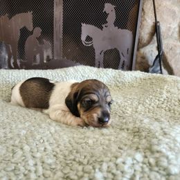 Clarabelle - Wild boar and cream female Dachshund puppy in Lindsay, California from Lewis Creek Dachshunds