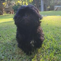 Sable - Black and white female Shih Tzu puppy in Kill Devil Hills, North Carolina from AKC Shih Tzu Champion Line Puppies