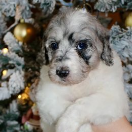 Girl 1 - Aussiedoodle puppy from His and Hers Poodles and Doodles