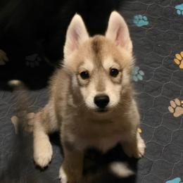 Weezer - Gray and white male Siberian Husky puppy in Le Sueur, Minnesota from Tevana Siberians LLC