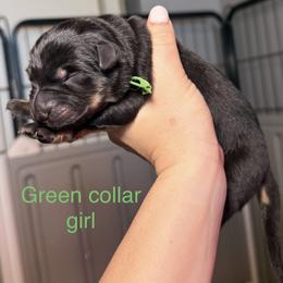 Green Collar Girl - Bi-color female German Shepherd puppy in Universal City, Texas from Jaxinhaus German Shepherds