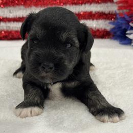 Marsha Male 5 - Salt and pepper male Miniature Schnauzer puppy in Pageland, South Carolina from New Haven Farms