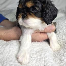 Cavalier King Charles Spaniel Puppies from Graceful Acres