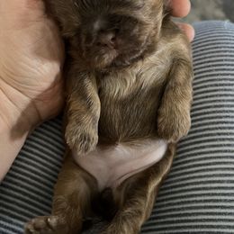Girl 1 - Red Shih Tzu puppy in Springfield, Oregon from Oregon Shih Tzu