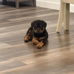 Scout - Black and rust male Rottweiler puppy in Parker, Colorado from Denver Rotties