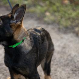 German Shepherd Puppies from Zwinger Vom Rabenauge