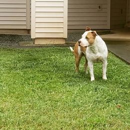 American Bullies from Kane Kennels