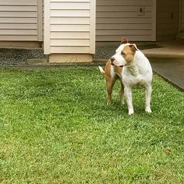 American Bullies from Kane Kennels