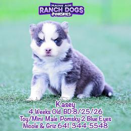 Kasey - Blue male Pomsky puppy in Humeston, Iowa from M.A.R. Dogs