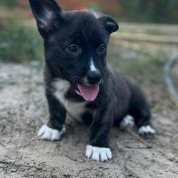 Tahoe - Brindle and white male American Corgi puppy in Hope, Arkansas from Foxy Knoll Farm