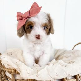 Sparrow - pink collar girl - Brown female Cavapoo puppy in Melbourne, Florida from Space Coast Doodle Co.