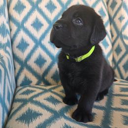 Lime collar male - Black male Labrador Retriever puppy in Holyoke, Massachusetts from Urban Oak Labradors LLC