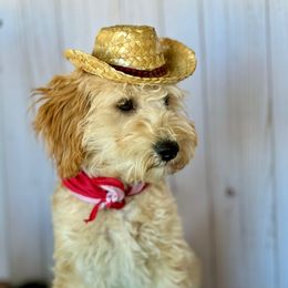 Trump - Aussiedoodle