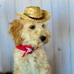 Trump - Aussiedoodle