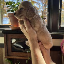 Boy 1 - Cream male Dachshund puppy in Gouverneur, New York from Dack Dachshunds