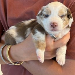 Australian Shepherd Puppies from Batt Ranch Australian Shepherds