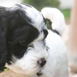 Bernedoodles and Cavapoos from Cascade Springs Doodles