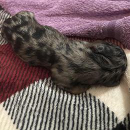 Dachshund Puppies from Lilly's Long Dogs