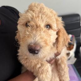 Candy - Cream female Goldendoodle puppy in Simpsonville, South Carolina from D & D Golden Doodles, LLC