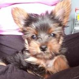Yorkshire Terriers from Trennas Rotten Yorkies