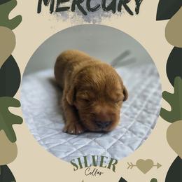 Silver Collar - Mercury - Yellow male Labrador Retriever puppy in Sumerduck, Virginia from Cedar Mountain Retrievers