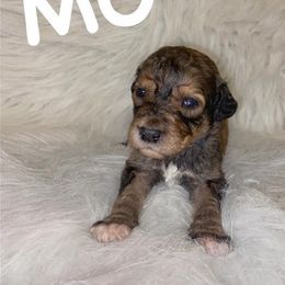 Aussiedoodles and Poodles from VanStory Poodles & Doodles
