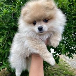 Fantasia - Cream sable female Pomeranian puppy in Los Angeles, California from Furever Blessed 🤍🐾🖤