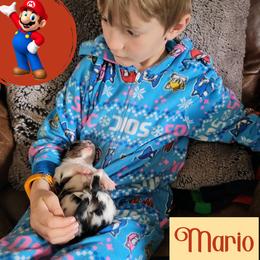 Miniature Australian Shepherd Puppies from Wonderland Aussies