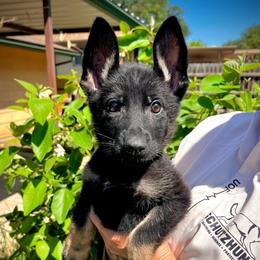 Aria (girl orange) - Black and tan female German Shepherd puppy in San Antonio, Texas from CISCOK9