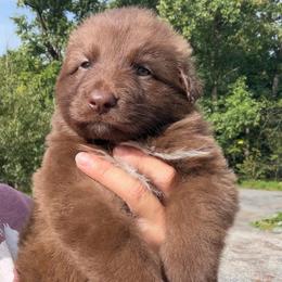 Kismet - Liver female German Shepherd puppy in Lebanon County, Pennsylvania from Regalimage