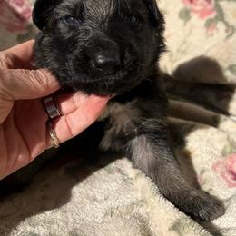 Boy 1 - Black and tan male German Shepherd puppy in Allentown, Pennsylvania from VMH Shepherds