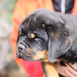 Rottweiler Puppies from Midnight Rottweilers