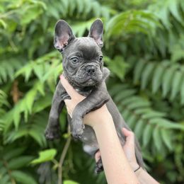 Ellie - female French Bulldog puppy in Seaford, Delaware from Kayla's French Bulldogs