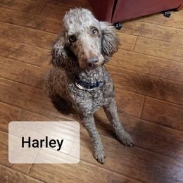 Harley - Poodle