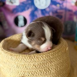 Coral - Red tri female Miniature Australian Shepherd puppy in California, Kentucky from Sonlight Ridge Aussies
