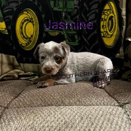 Jasmine - Red speckled female Australian Cattle Dog puppy in Floyd, Virginia from Southern Charm Heelers