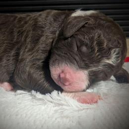 Manny - Brown and white male Sheepadoodle puppy in Berwick, Pennsylvania from Wright’s Wiggle Butts