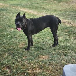 CALLE - Cane Corso