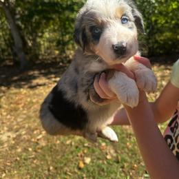 Rhett - Blue merle male Australian Shepherd puppy in Mckenzie, Tennessee from Whispering Iris Aussies