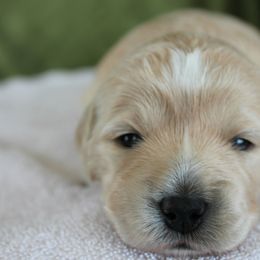 Goldendoodle Puppies from Delaryedoodles