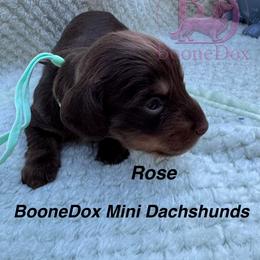 Rose - Chocolate and cream female Dachshund puppy in Lexington, Oklahoma from BooneDox Miniature Dachshunds