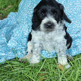 Bernedoodle, Poodle, and Springerdoodle Puppies from Trahan Farms